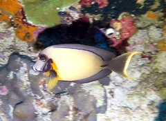 Acanthurus pyroferus