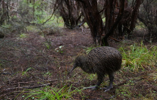 Subespecie Apteryx australis australis · iNaturalist Ecuador