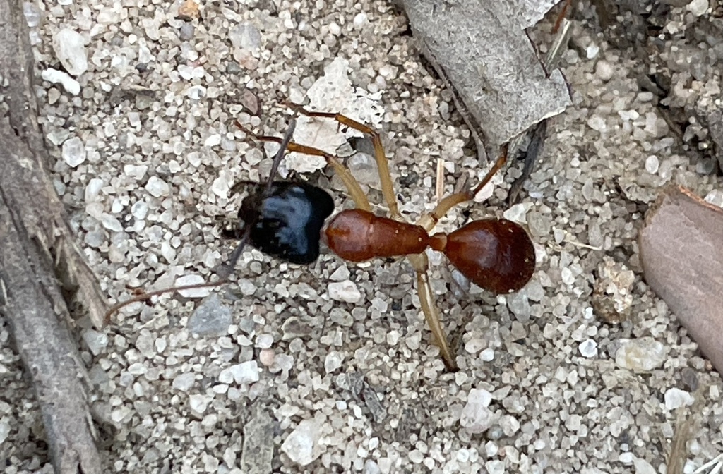 Nigricepsgroup Sugar Ants from Carnarvon Park, QLD, AU on June 8, 2023