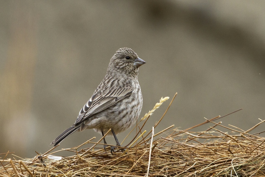 Streaked Rosefinch