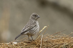 Streaked Rosefinch photo 1
