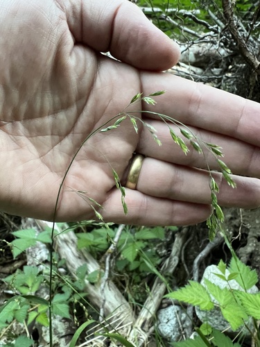 Poa marcida