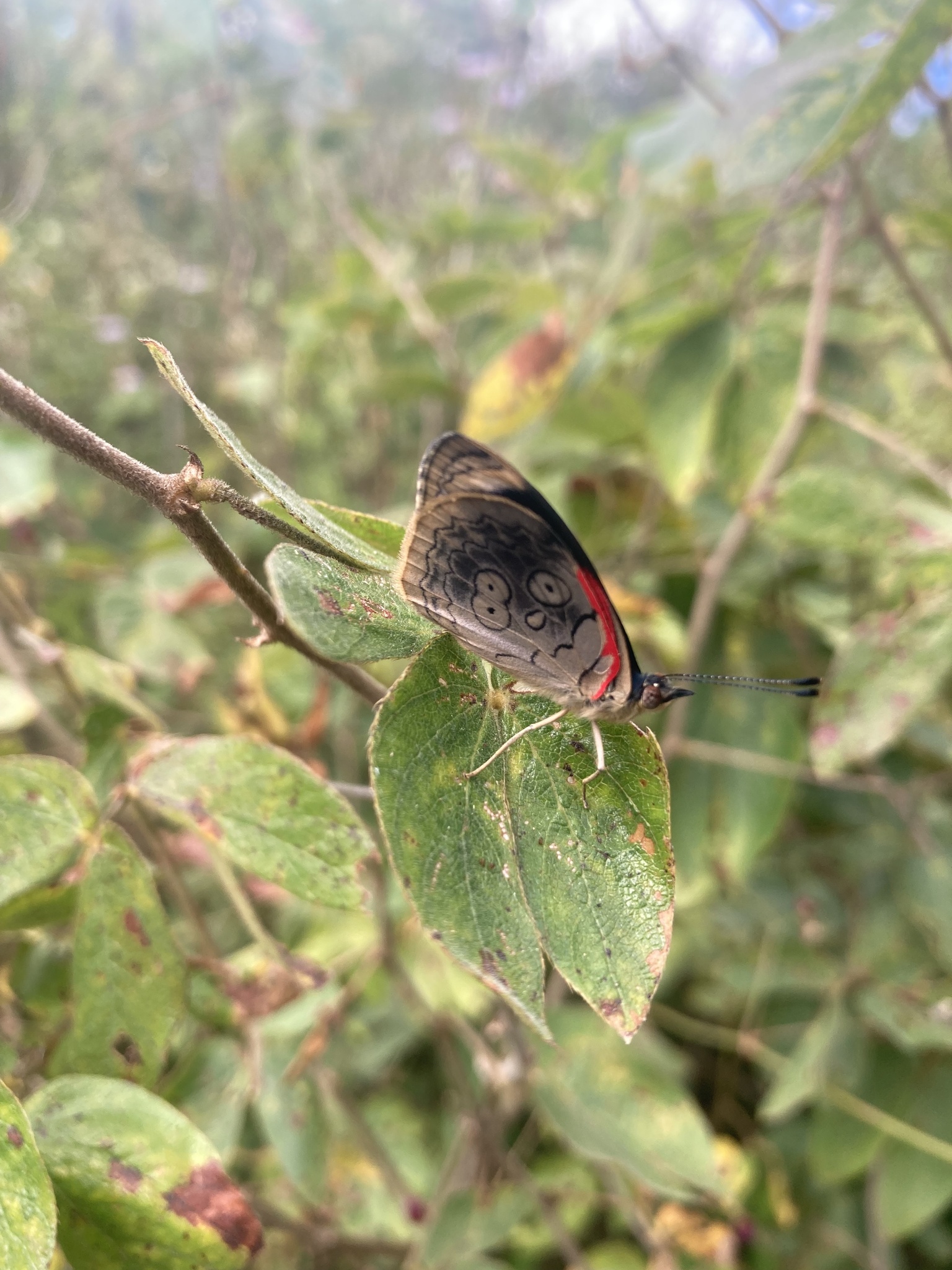 Diaethria ceryx image