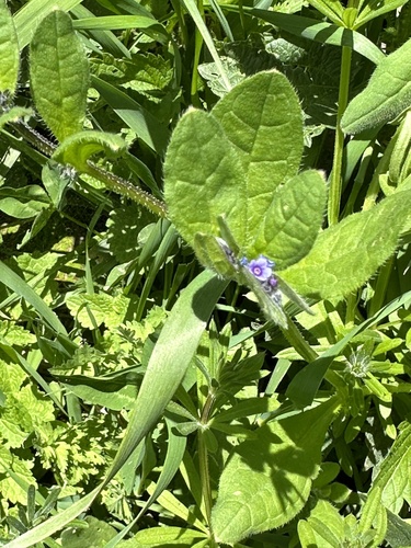 ostrolist ležatý (Asperugo procumbens)