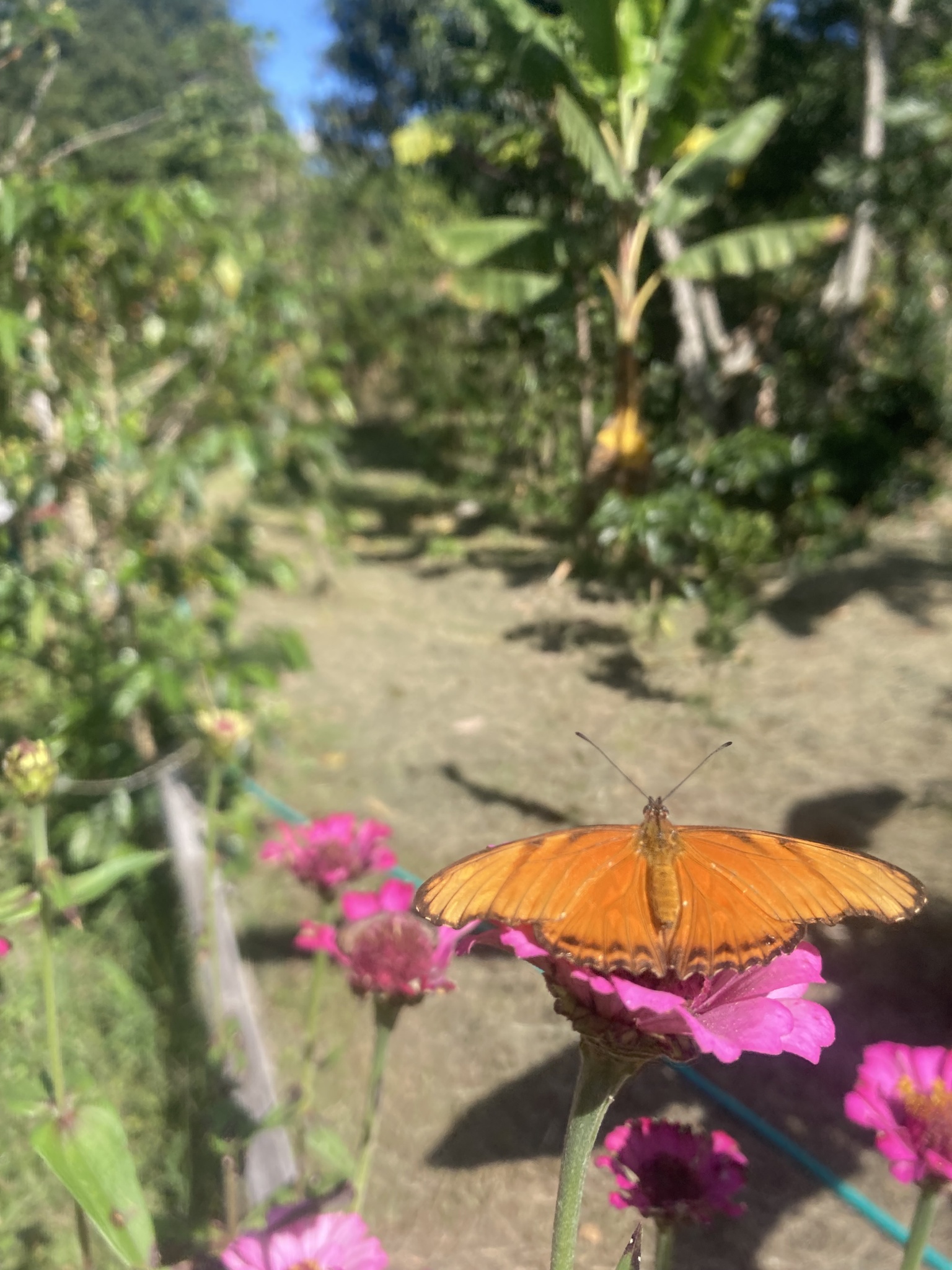 Heliconiini image