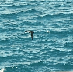 Anous stolidus galapagensis