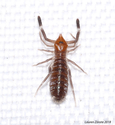 Ammotrecha chiapasi