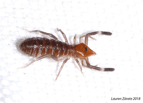 Ammotrecha chiapasi
