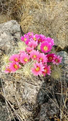 Echinocereus occidentalis