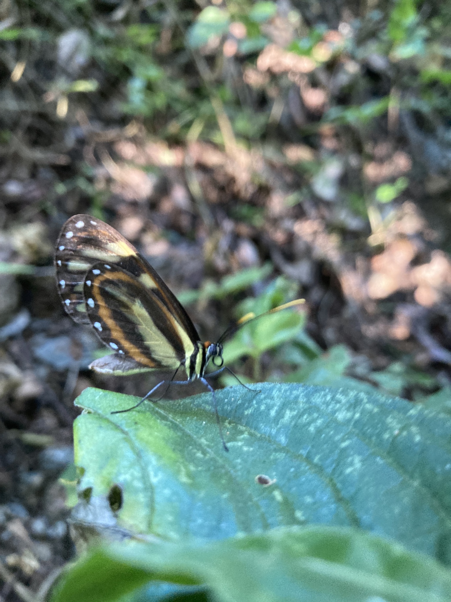 Ithomia image