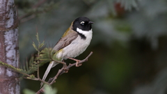 Melithreptus affinis