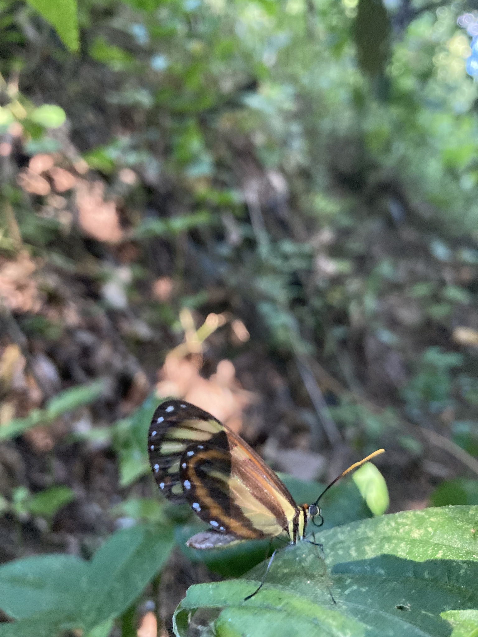 Ithomia image