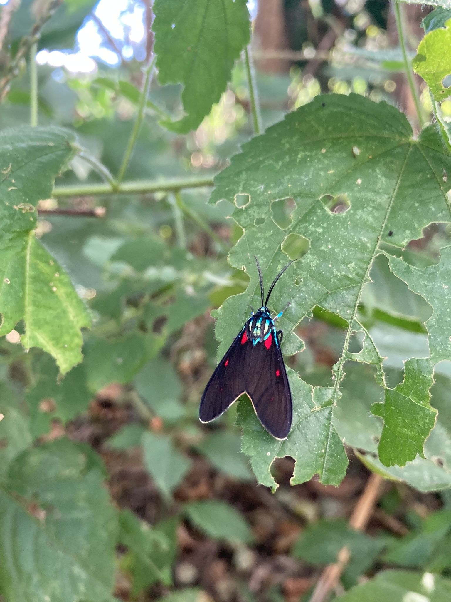 Cyanopepla fastuosa image