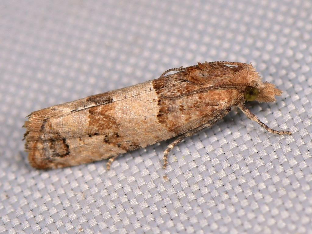 Lobesia limoniana