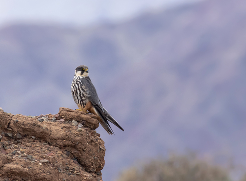 Eurasian Hobby (Falco subbuteo), photo 9