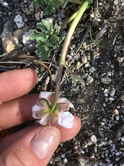 Ranunculus andersonii