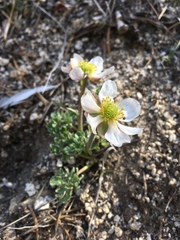 Ranunculus andersonii