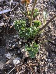 Ranunculus andersonii