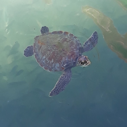 Green sea turtle