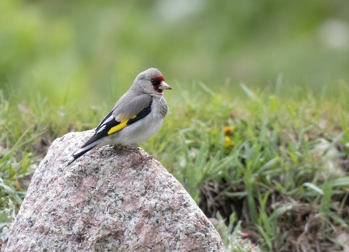 Grey-crowned Goldfinch (Carduelis caniceps), photo 2
