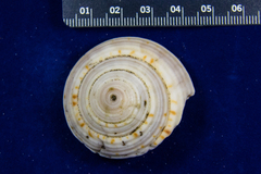 Architectonica nobilis