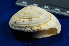 Architectonica nobilis