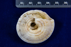 Architectonica nobilis