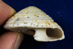 Architectonica nobilis