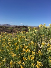 Ericameria cooperi cooperi