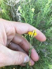 Ericameria cooperi cooperi