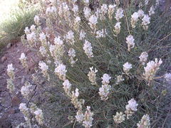 Astragalus flavus