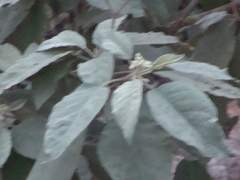 Buddleja cordata