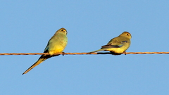 Neophema chrysostoma