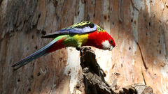 Platycercus eximius diemenensis