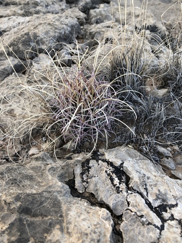 Chihuahuan fishhook cactus