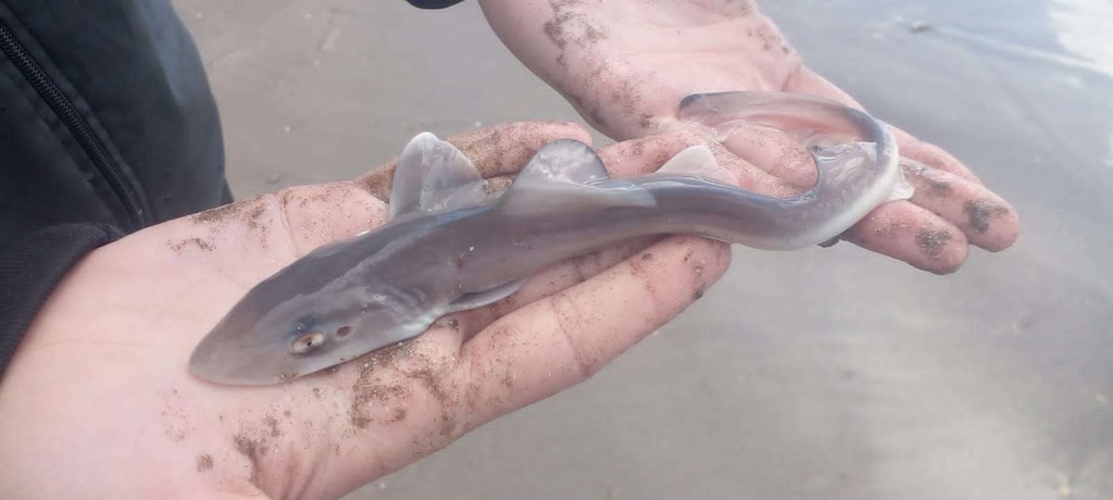Narrownose smooth hound (Mustelus schmitti) — Triakidae