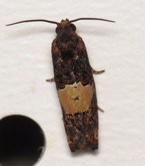 Epiblema glenni