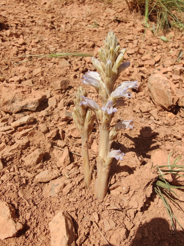Phelipanche kelleri