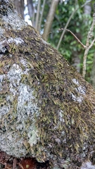 Eurhynchium