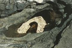 Arctocephalus galapagoensis