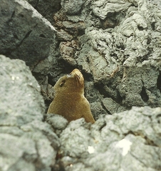 Arctocephalus galapagoensis