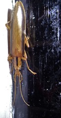Thelyphassa lineata