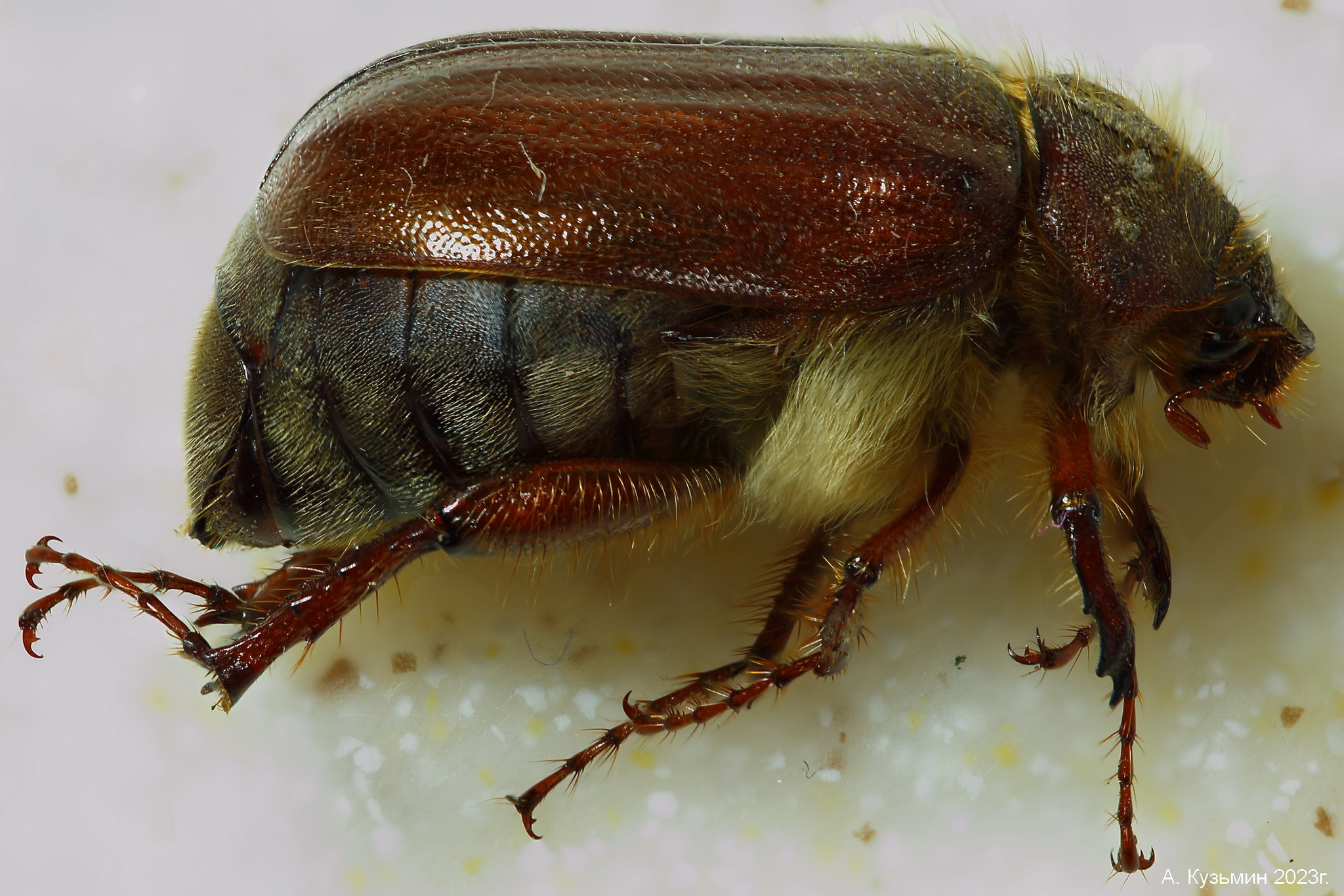 Хрущ подсемейства Melolonthinae 