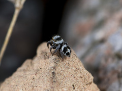 Pellenes geniculatus