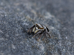 Pellenes geniculatus