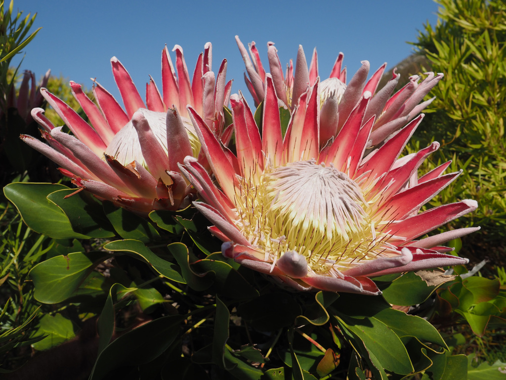 Protea family