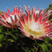 Protea Family - Photo (c) Felix Riegel, some rights reserved (CC BY-NC)