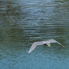 Egretta sacra albolineata