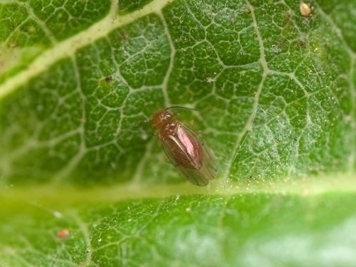 Large-winged Psocid photo 6