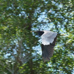 Egretta sacra albolineata